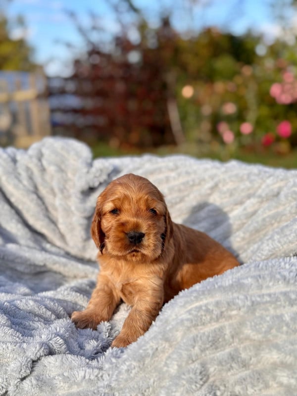 Cocker Spaniel Anglais - Du Songe D'Opaline