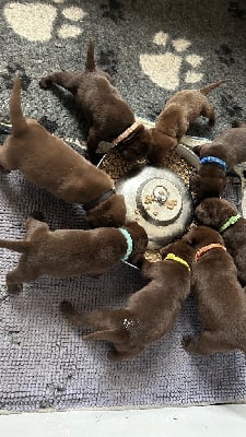 Les chiots de Labrador Retriever