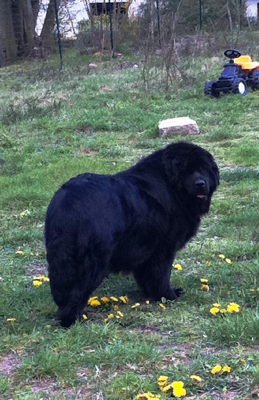 Accueil Elevage Des Oursons De L Aisne Eleveur De Chiens Terre Neuve