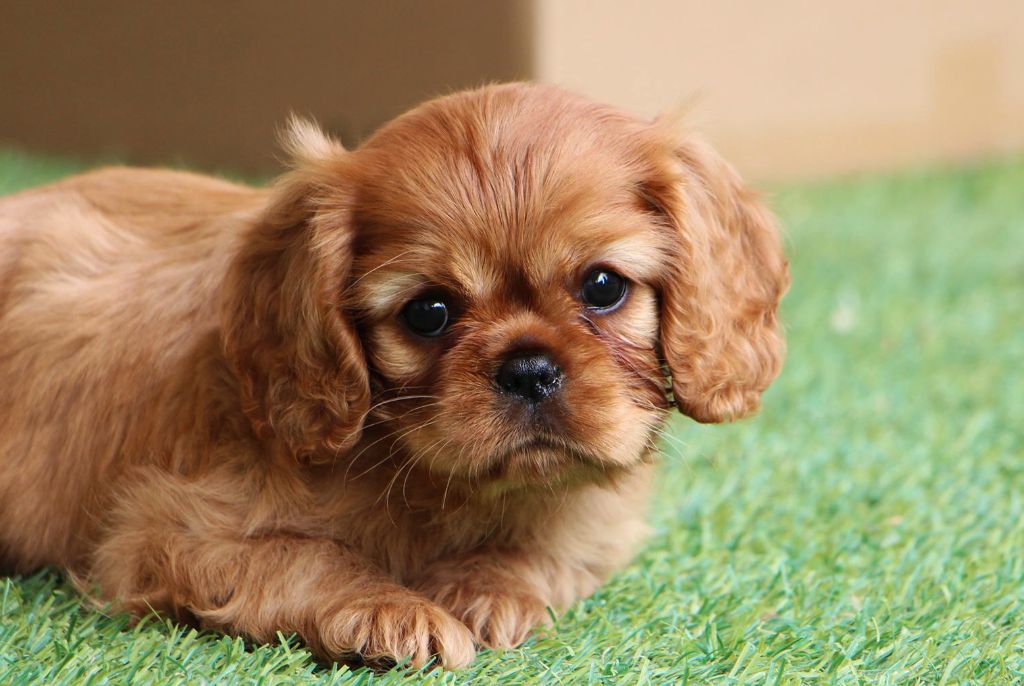 Pretty girl - Cavalier King Charles Spaniel