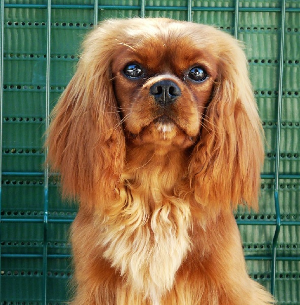 Jevetta Du Domaine De Blakentan - Prometteur