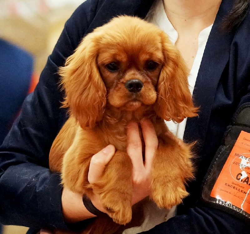 Jevetta Du Domaine De Blakentan - Très prometteur + MEILLEUR BABY FEMELLE