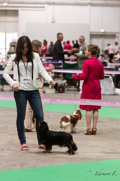 Gini du Clos de l'Arpège - 2ème EXCELLENT /8