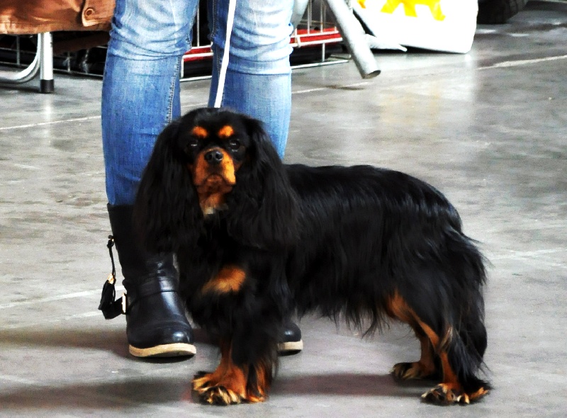 Gini du Clos de l'Arpège - EXCELLENT /9