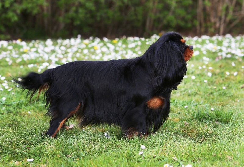 Gini du Clos de l'Arpège - 1ère EXCELLENT + CACS