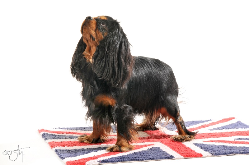 Gini du Clos de l'Arpège - EXCELLENT /19