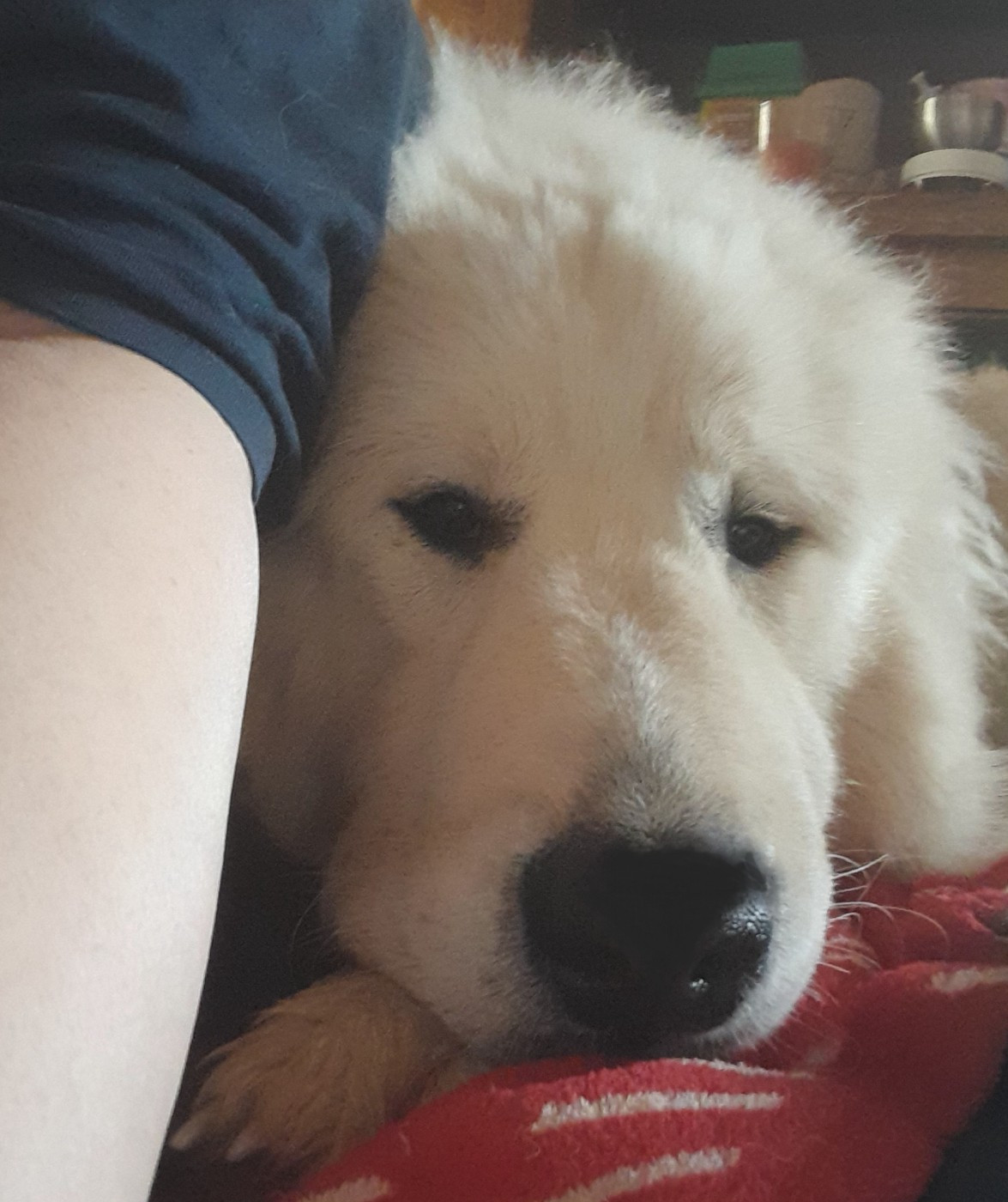 Apache Du Massif De l'Esterel