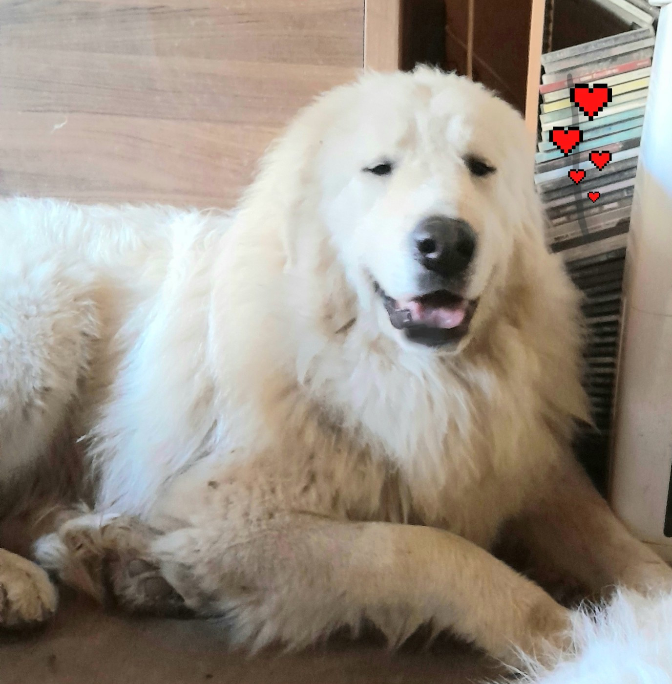 Apache Du Massif De l'Esterel