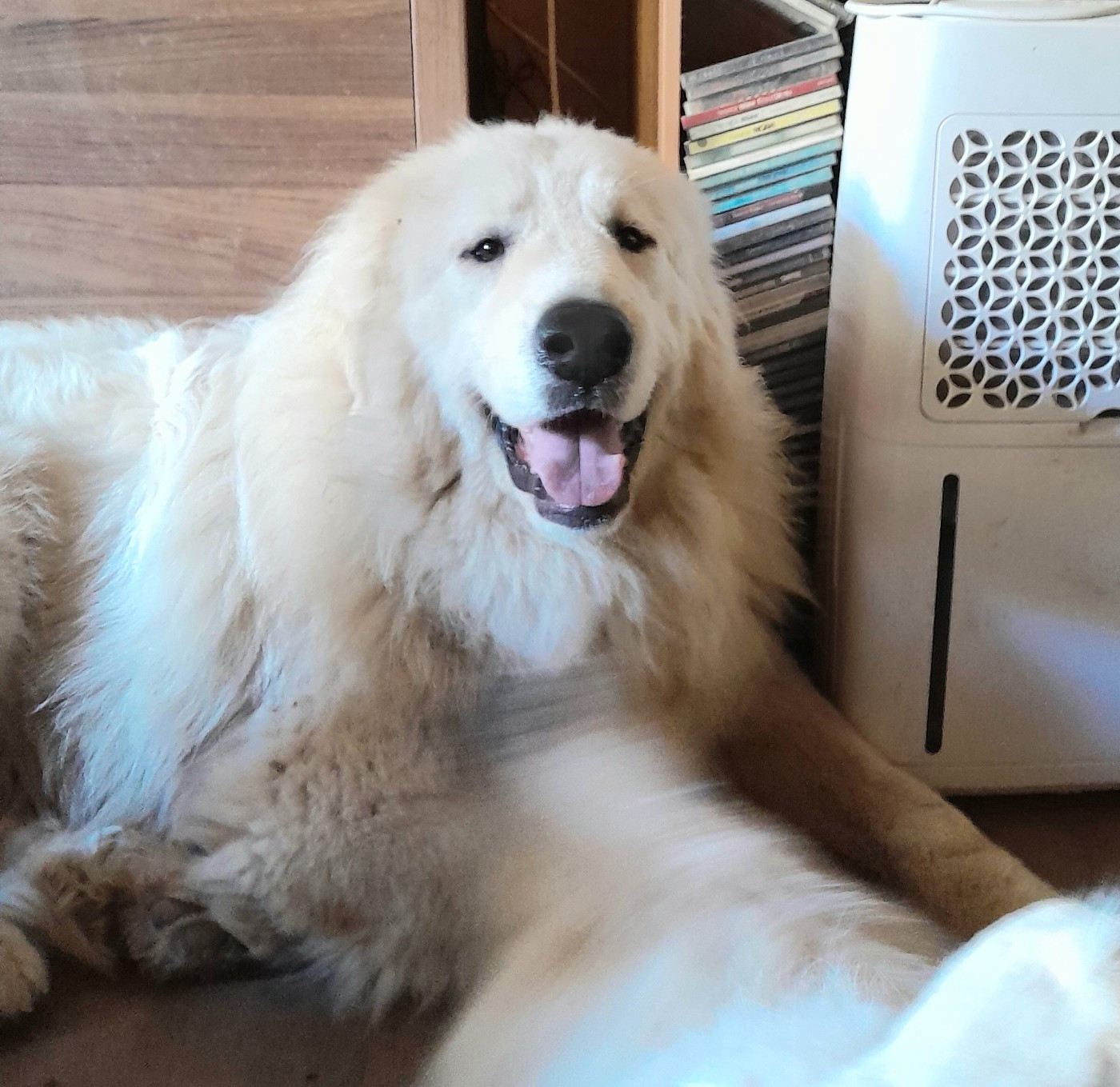 Apache Du Massif De l'Esterel