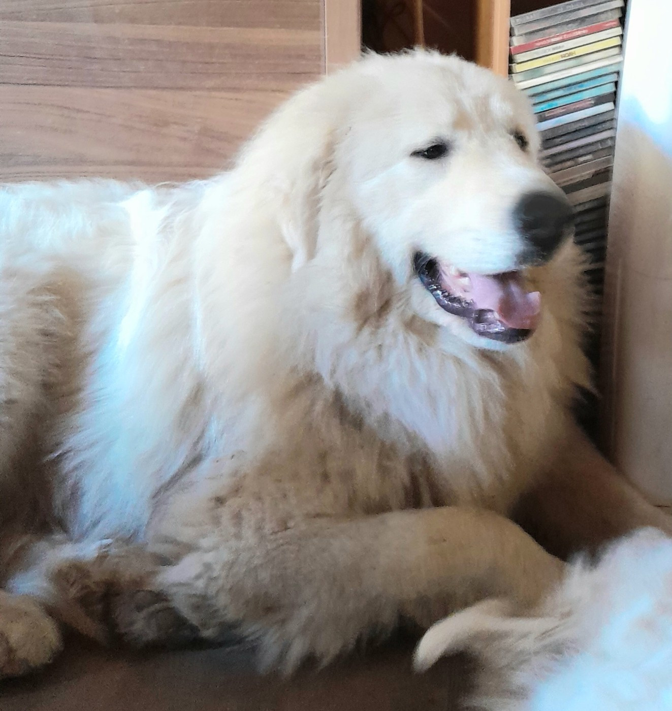 Apache Du Massif De l'Esterel