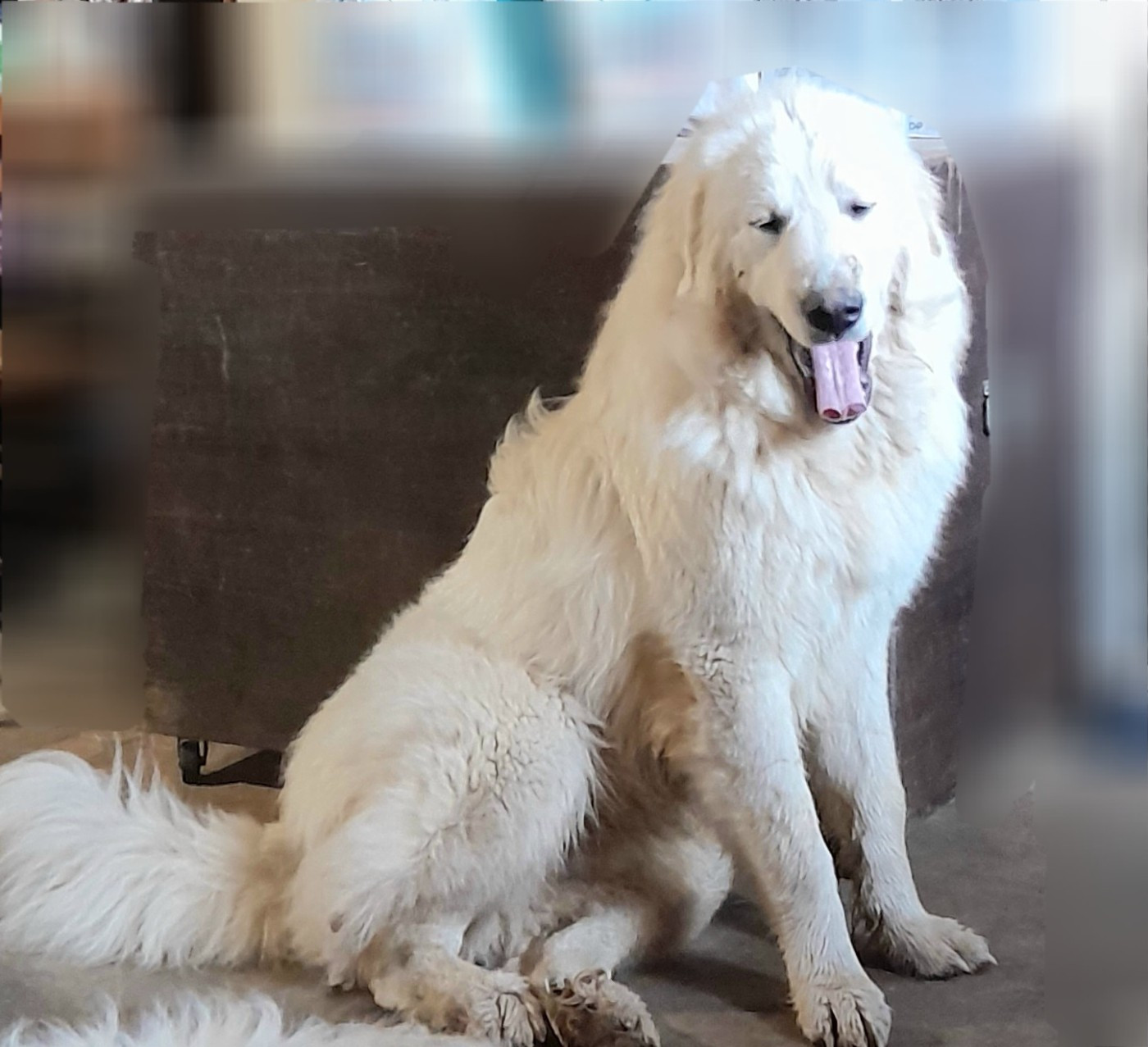 Apache Du Massif De l'Esterel