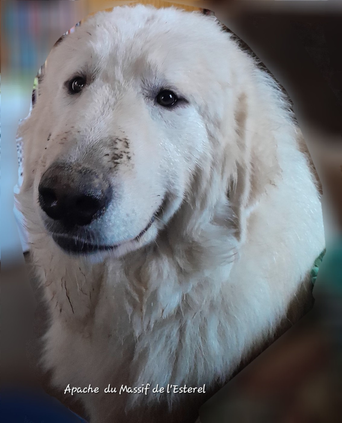 Apache Du Massif De l'Esterel