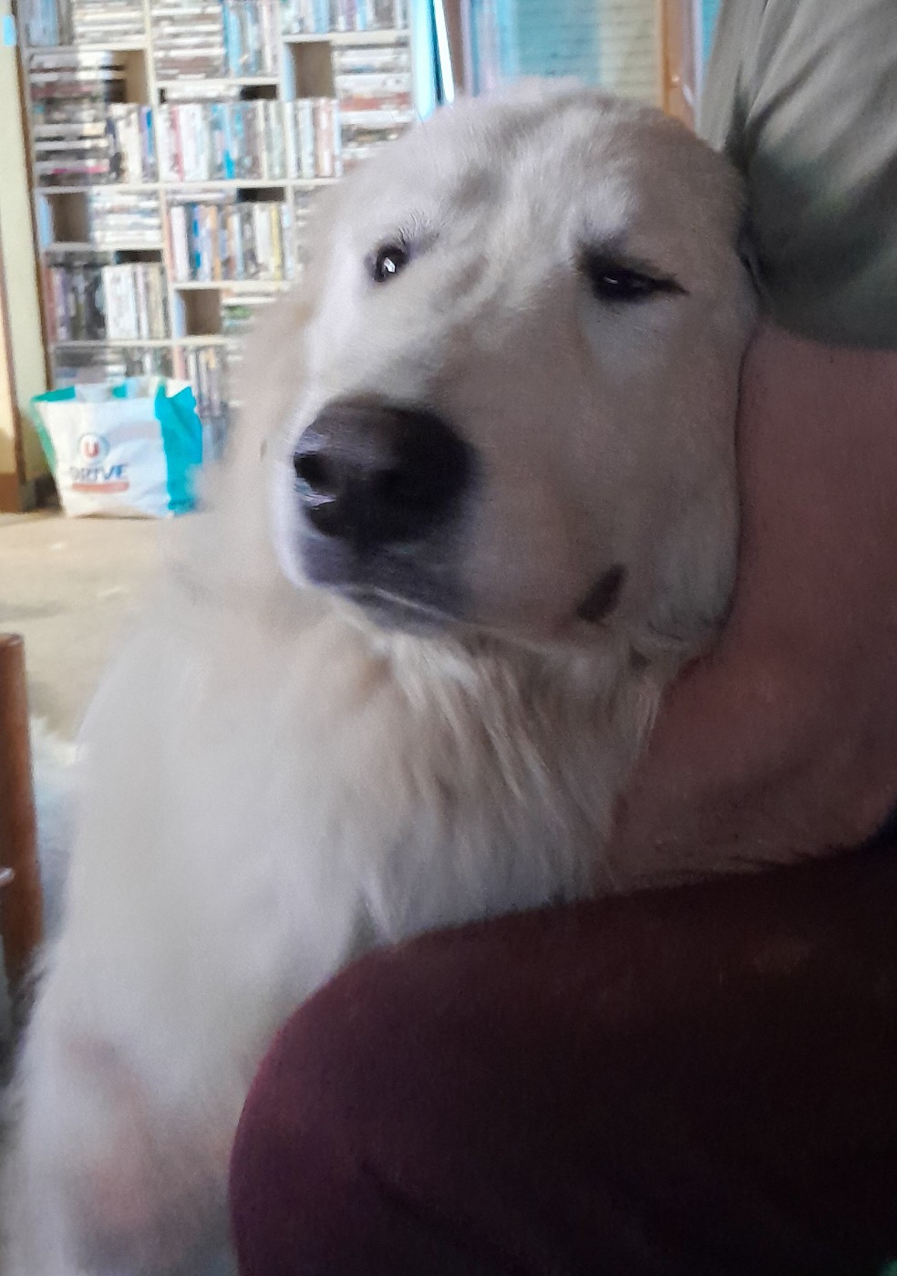 Apache Du Massif De l'Esterel