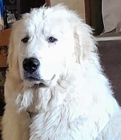 Apache Du Massif De l'Esterel