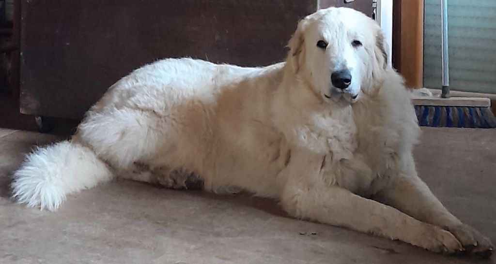 Uranie De L'Ange Des Vosges Du Nord