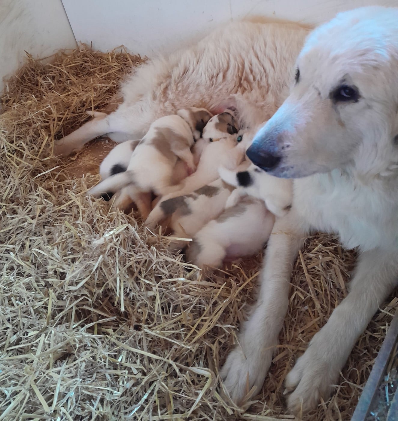 Chien de Montagne des Pyrenees - De L'Ange Des Vosges Du Nord
