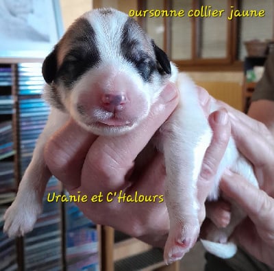 Les chiots de Chien de Montagne des Pyrenees
