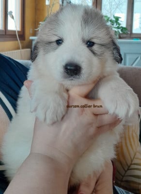Les chiots de Chien de Montagne des Pyrenees