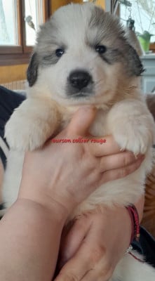 Les chiots de Chien de Montagne des Pyrenees