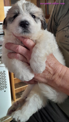 Les chiots de Chien de Montagne des Pyrenees