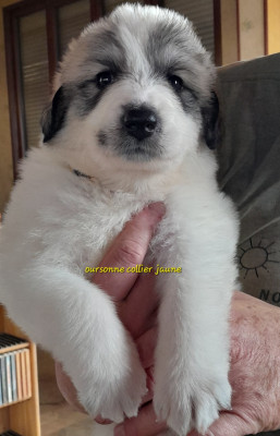 Les chiots de Chien de Montagne des Pyrenees