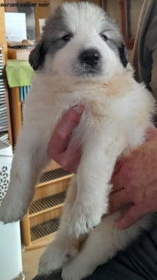 Les chiots de Chien de Montagne des Pyrenees