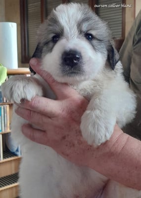 Les chiots de Chien de Montagne des Pyrenees