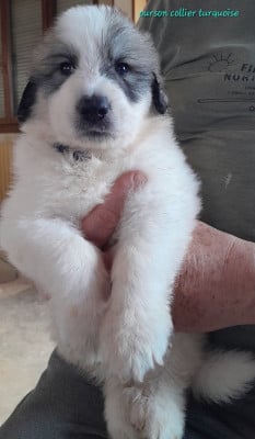 Les chiots de Chien de Montagne des Pyrenees