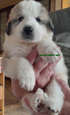 Les chiots de Chien de Montagne des Pyrenees