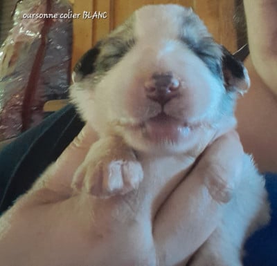 Les chiots de Chien de Montagne des Pyrenees