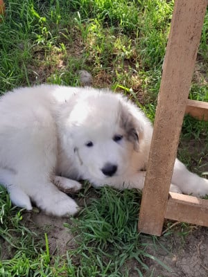 Les chiots de Chien de Montagne des Pyrenees