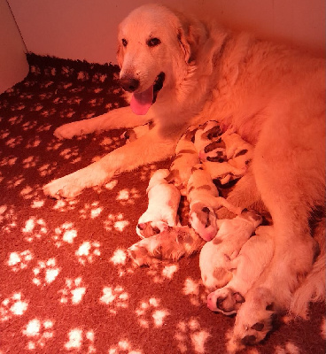 Les chiots de Chien de Montagne des Pyrenees