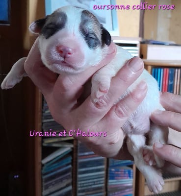 Les chiots de Chien de Montagne des Pyrenees
