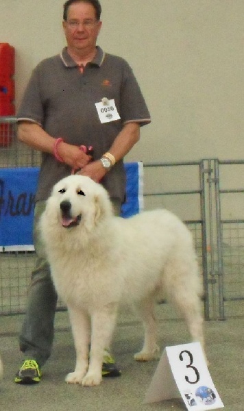 Ishka-perle De L'Ange Des Vosges Du Nord - 3ème excellent et Diplôme de test de comportement