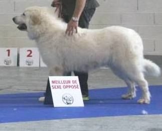 Ishka-perle De L'Ange Des Vosges Du Nord - 1ère EXCELLENT, CACS/CACIB et Meilleur de race de sexe opposé