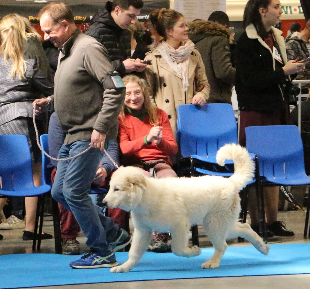 Pandore De L'Ange Des Vosges Du Nord - TRES PROMETTEUR et MEILLEURE BABY