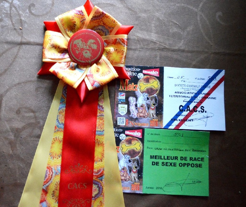 Iloha-hope De L'Ange Des Vosges Du Nord - 1er EXCELLENT, CACS et Meilleurs de race de sexe opposé