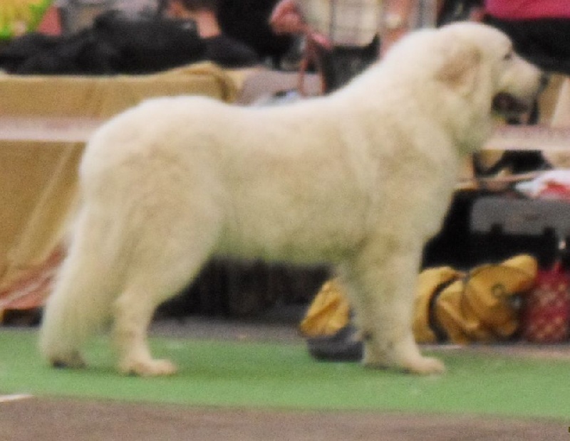 Ishka-perle De L'Ange Des Vosges Du Nord - TRES BON en classe ouverte