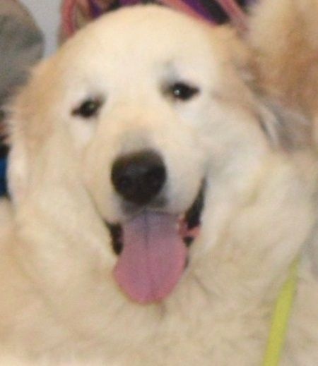 Iloha-hope De L'Ange Des Vosges Du Nord - EXCELLENT NC