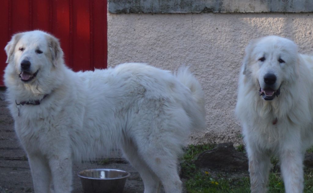 Iloha-hope De L'Ange Des Vosges Du Nord - CACS et MEILLEUR DE RACE