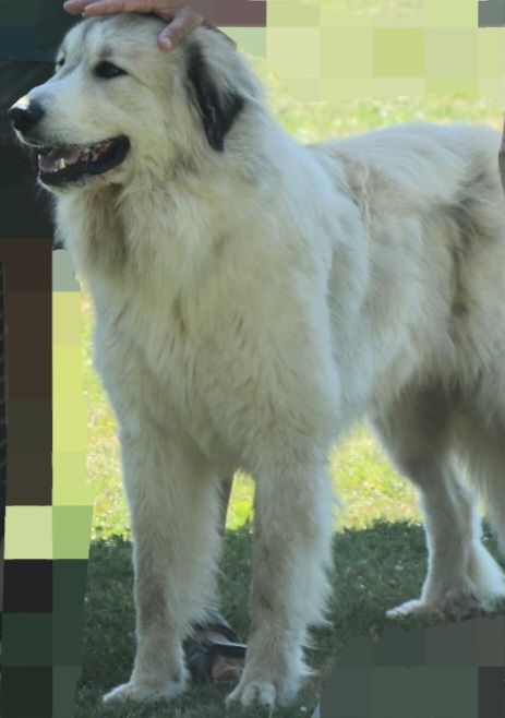 Xanadu de l'ours perlé - 2EME EXCELLENT EN CLASSE JEUNES MALES