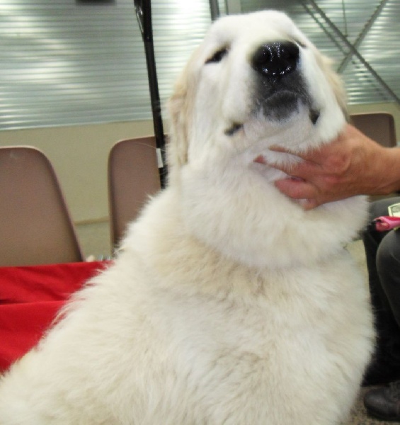 Iloha-hope De L'Ange Des Vosges Du Nord - 1er TRES BON en classe ouverte