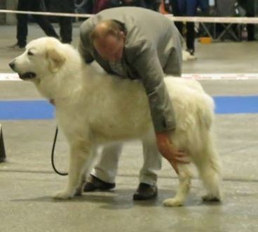 Ishka-perle De L'Ange Des Vosges Du Nord - TRES BON en classe ouverte