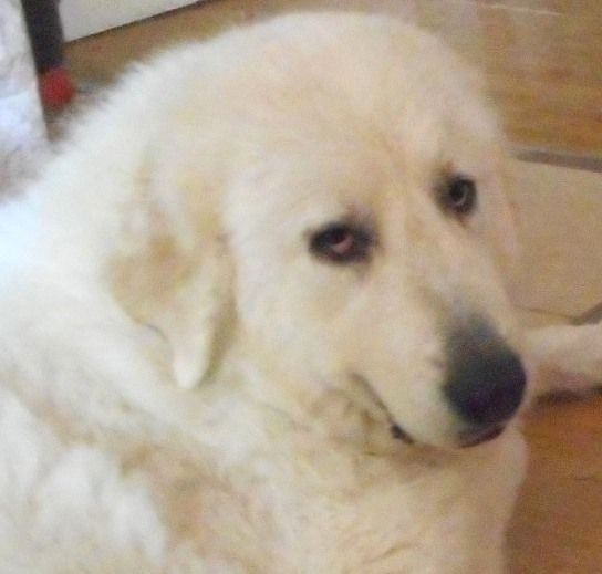 Ishka-perle De L'Ange Des Vosges Du Nord - 4 e EXCELLENT en "classe ouverte femelles"