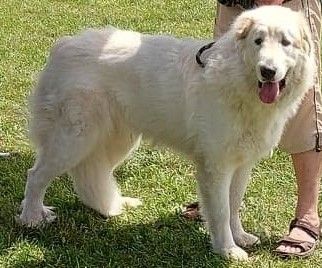 Pandore De L'Ange Des Vosges Du Nord - TRES BON