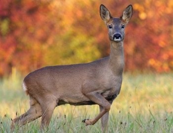 Balzac De l echo de la rance - 140 pts