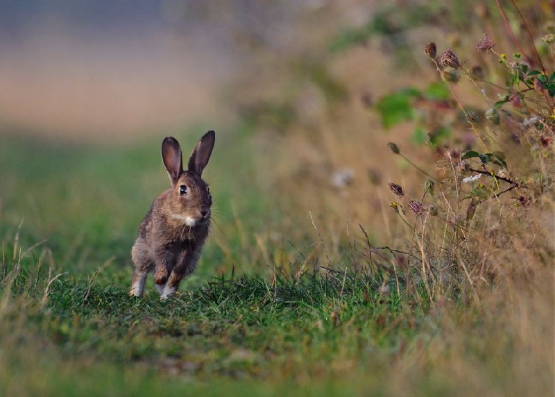 Finette De l echo de la rance - brevet B 120pts