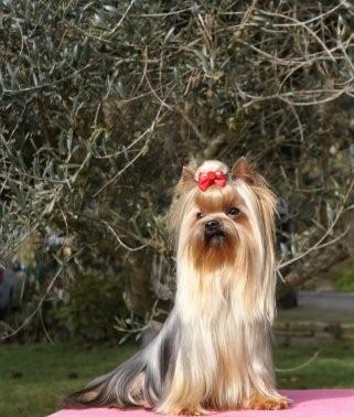 Publication : De Goopy And Co