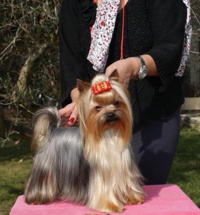 Publication : De Goopy And Co