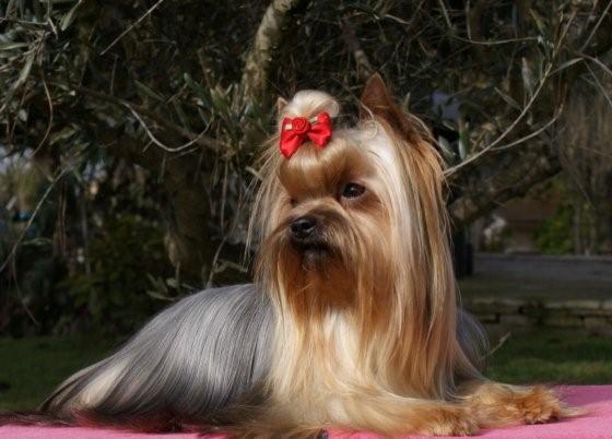 Publication : De Goopy And Co